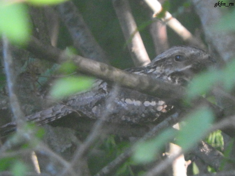 European Nightjar