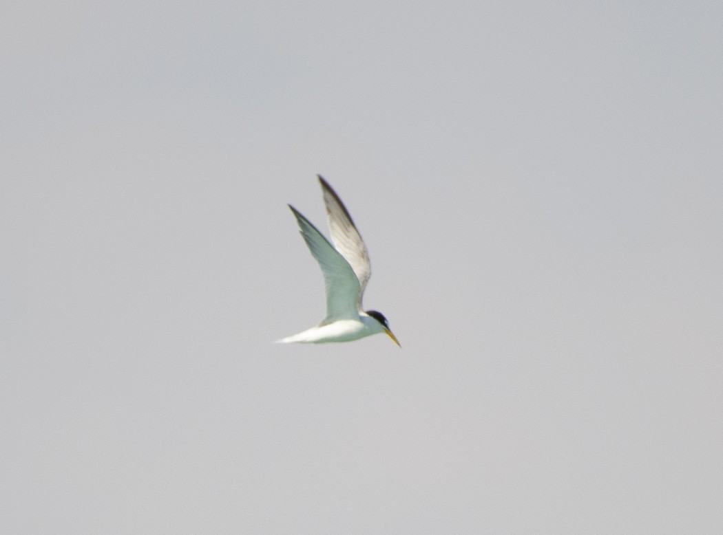 Little Tern