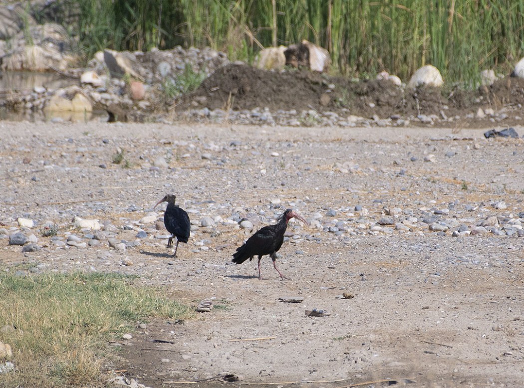 Northern Bald Ibis