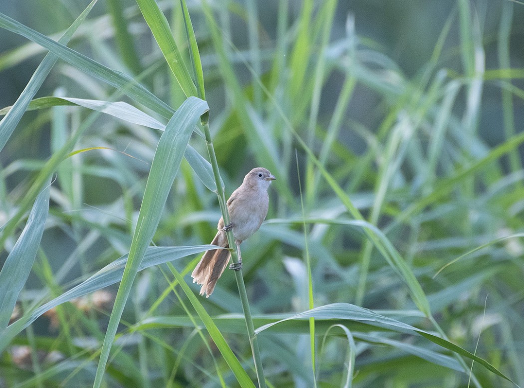 Iraq Babbler