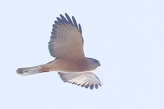 Levant Sparrowhawk