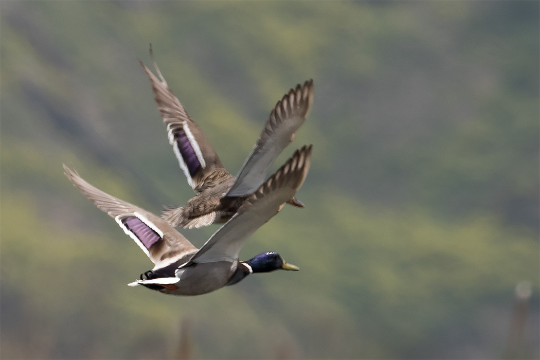 Mallard