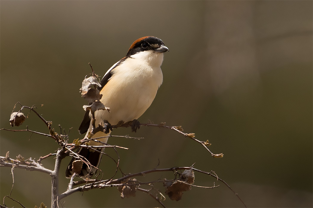 Woodchat Shrike