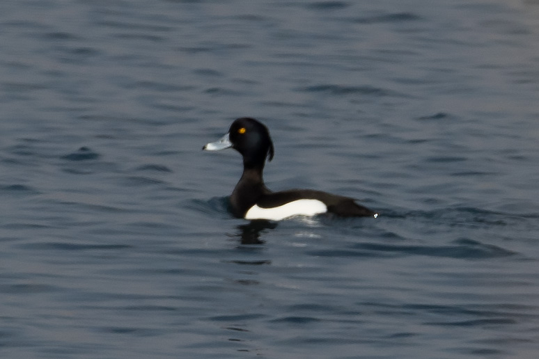 Tufted Duck