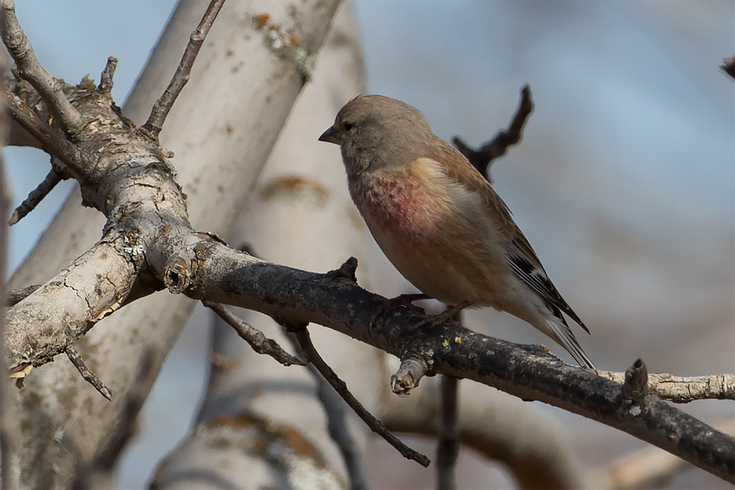 Common Linnet