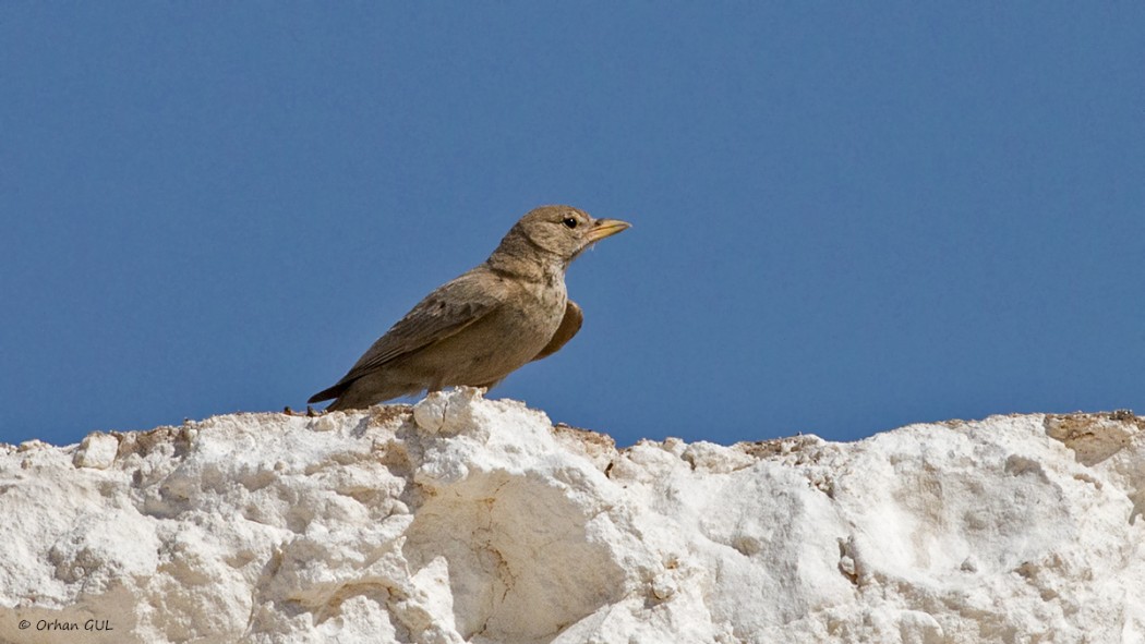 Desert Lark