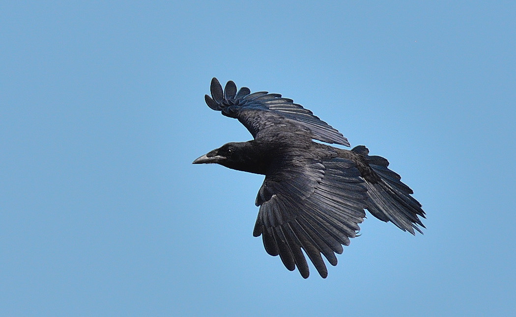 Northern Raven