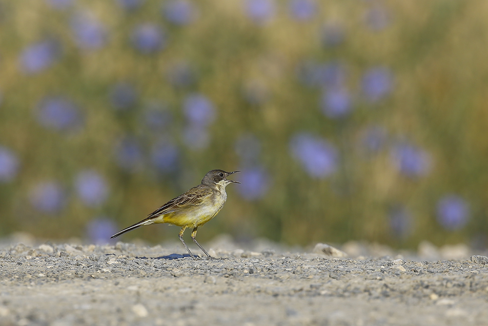 Western Yellow Wagtail
