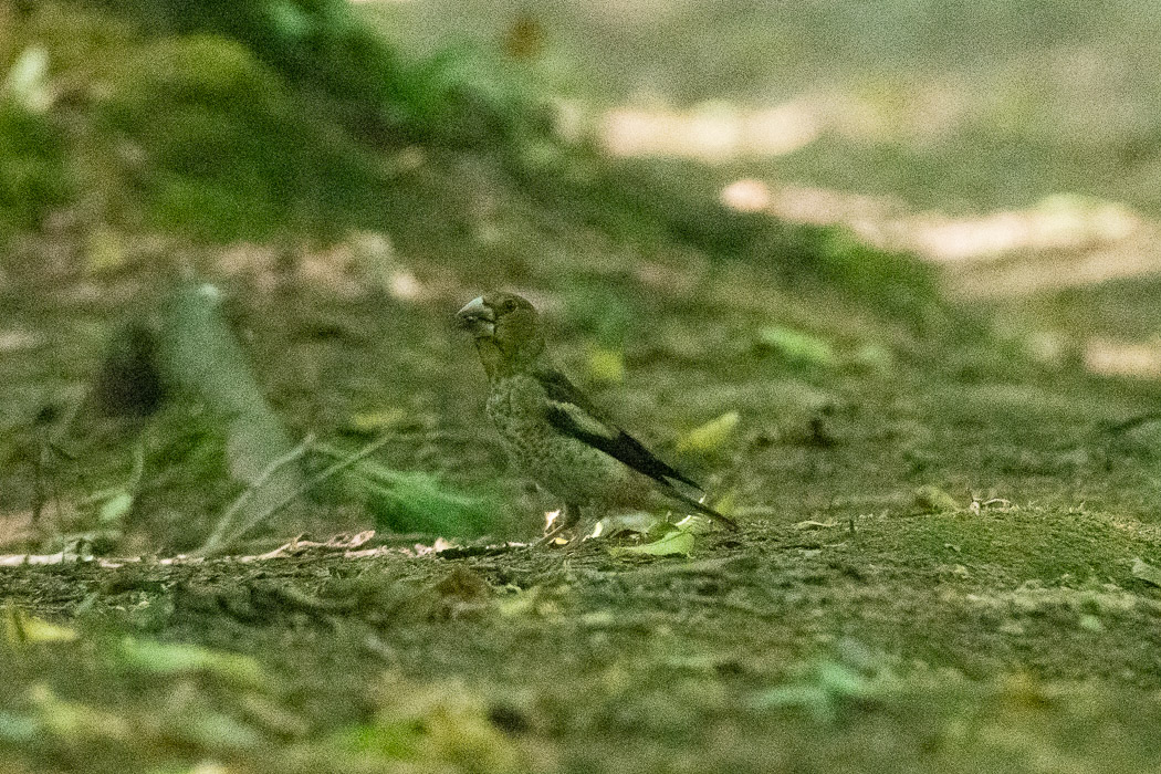 Hawfinch