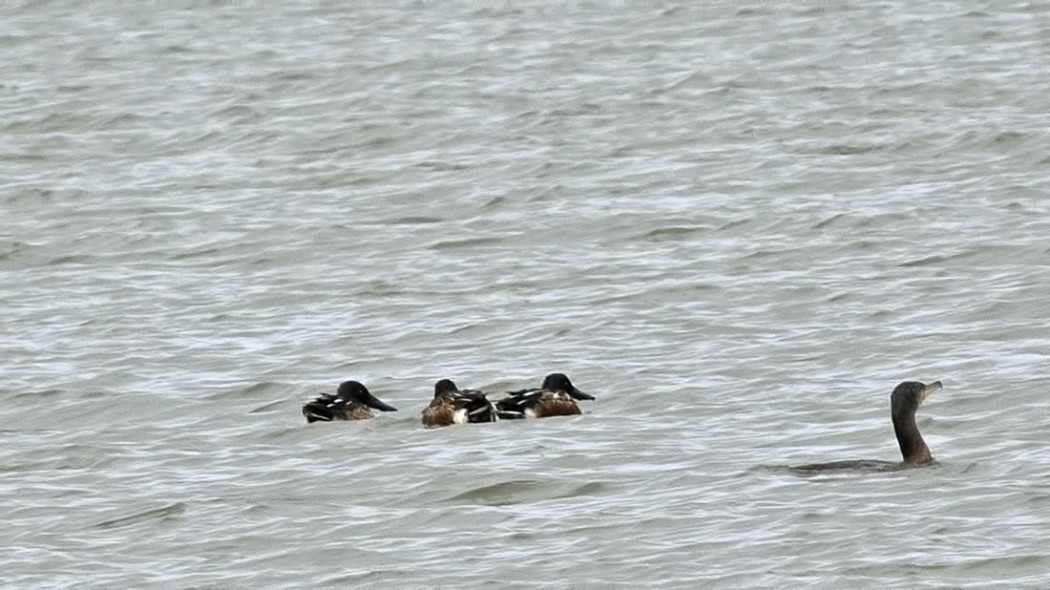 Northern Shoveler