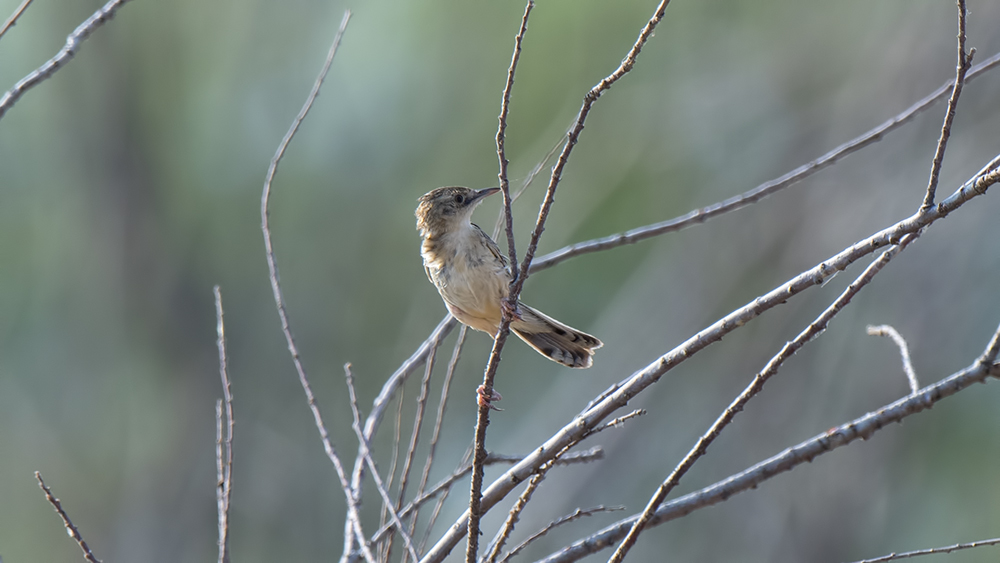 Zitting Cisticola