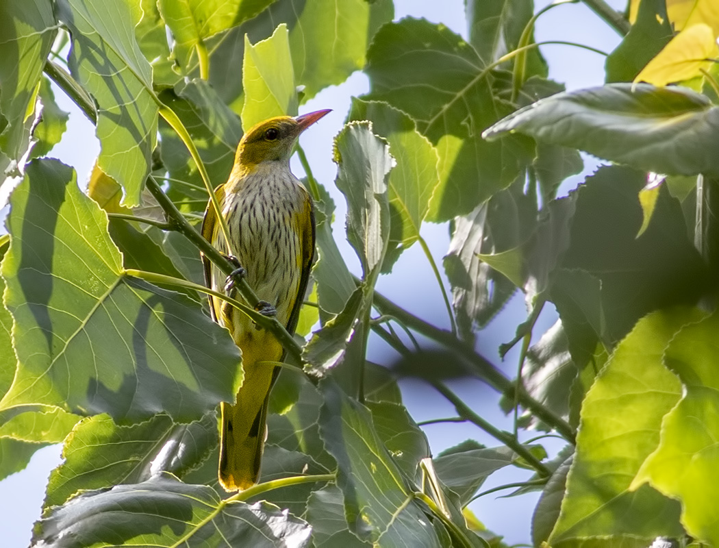 Eurasian Golden Oriole