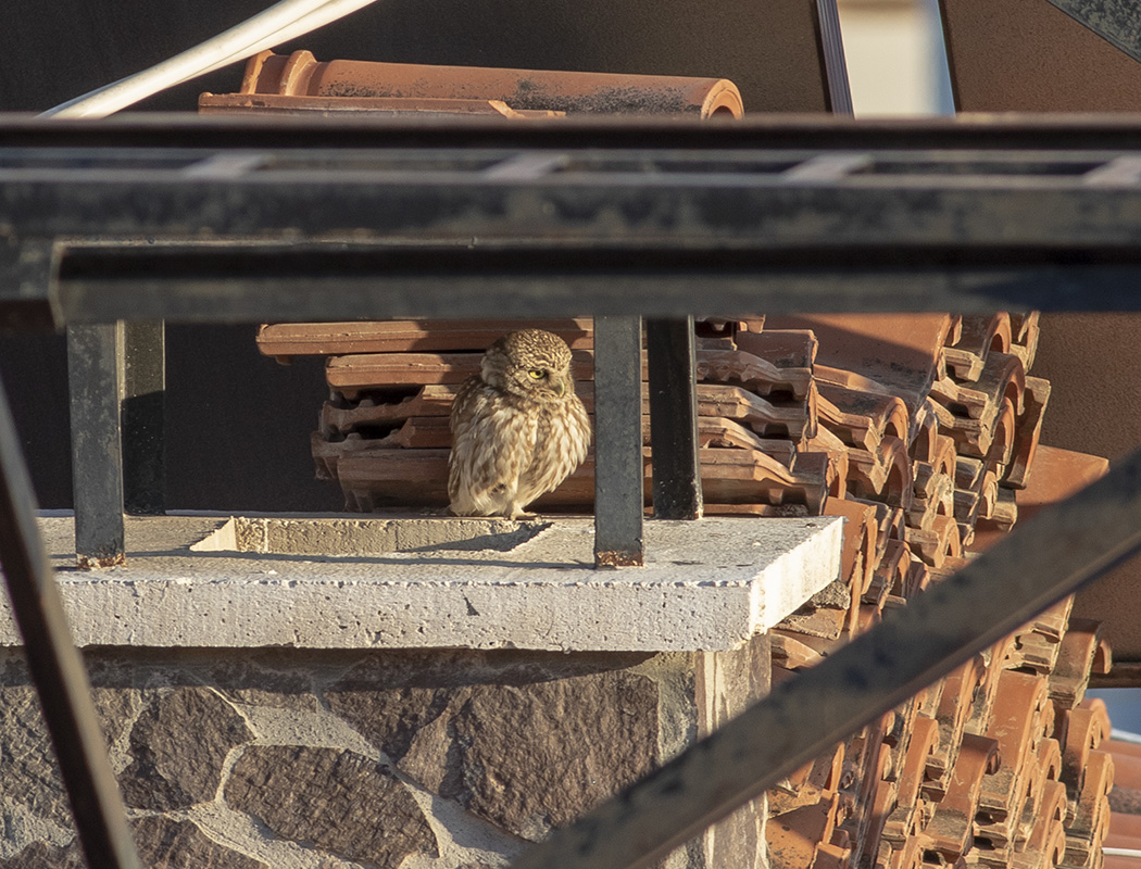 Little Owl