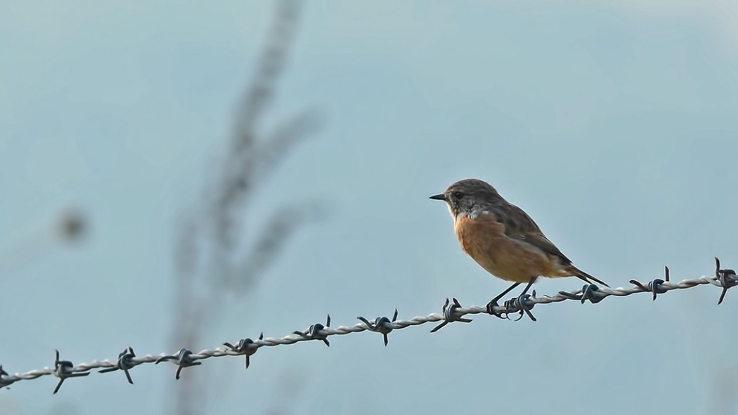 European Stonechat