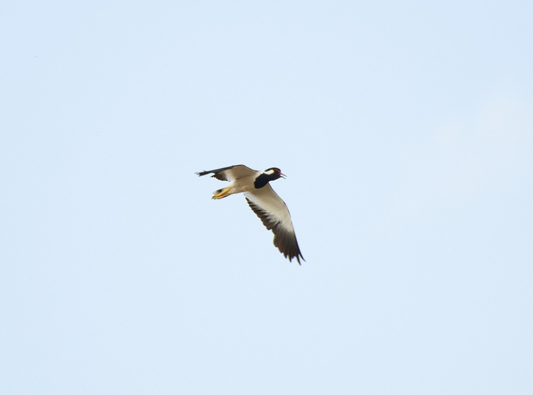 Red-wattled Lapwing