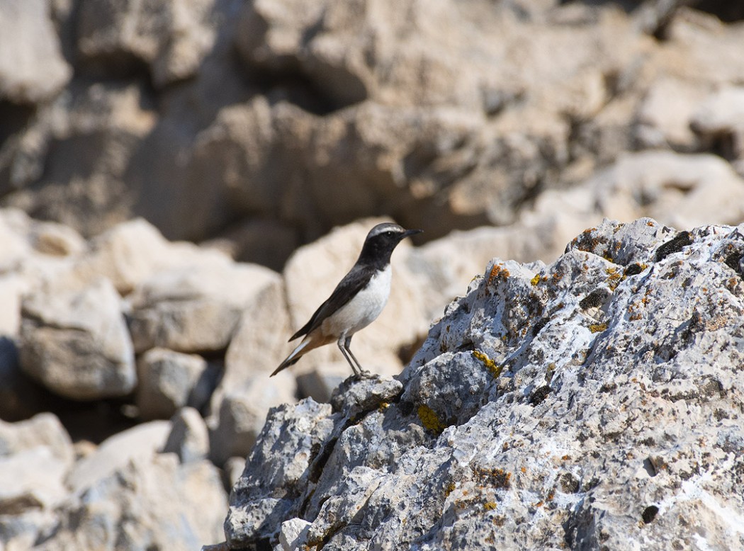 Red-tailed Wheatear