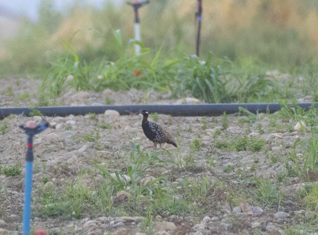 Black Francolin