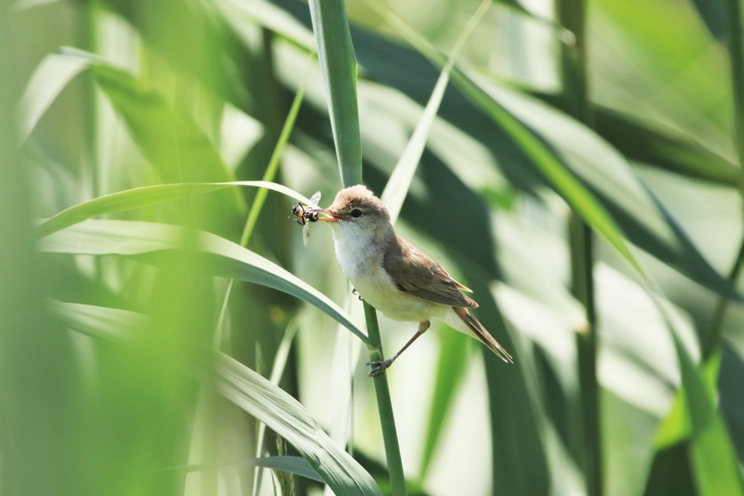 Common Reed Warbler