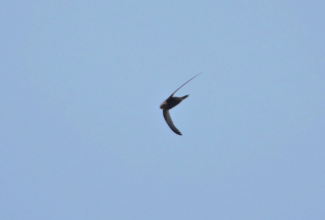 Common Swift