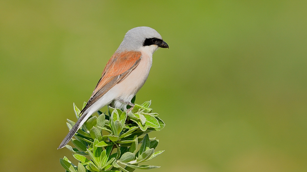Red-backed Shrike