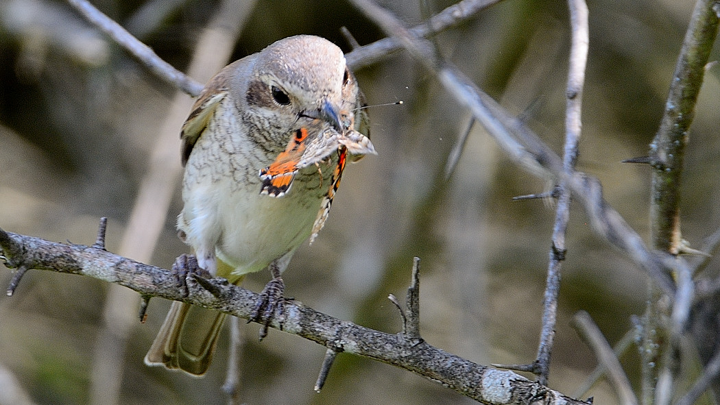 Red-backed Shrike