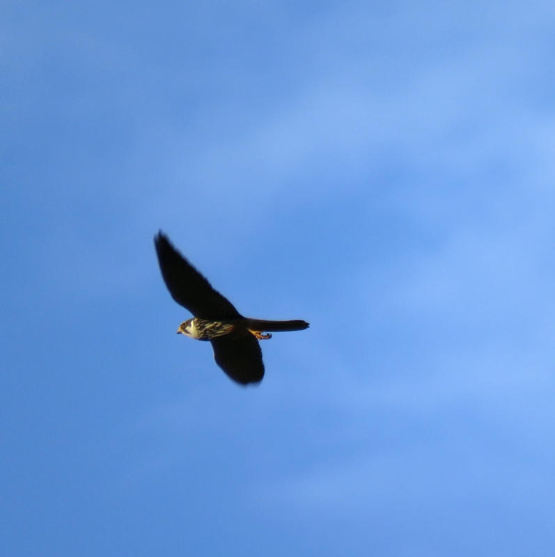Eurasian Hobby