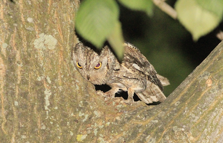 Eurasian Scops Owl