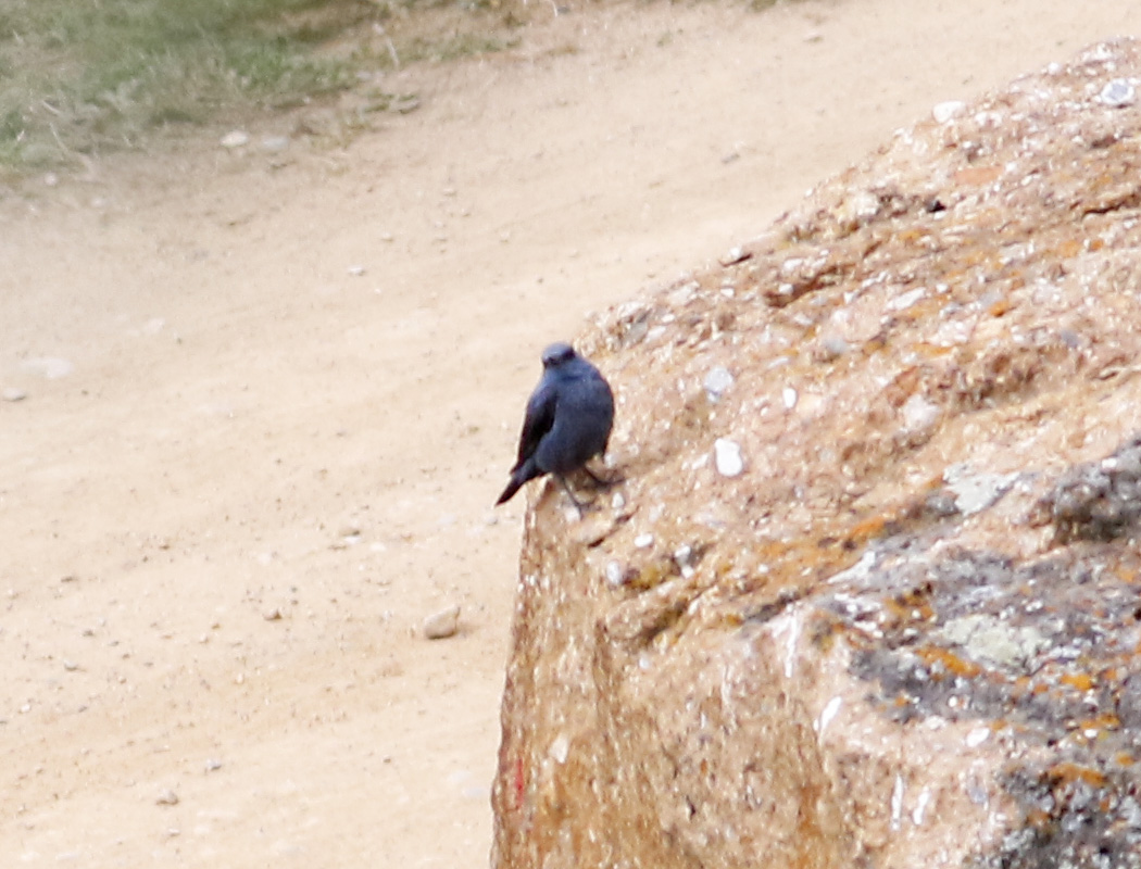 Blue Rock Thrush