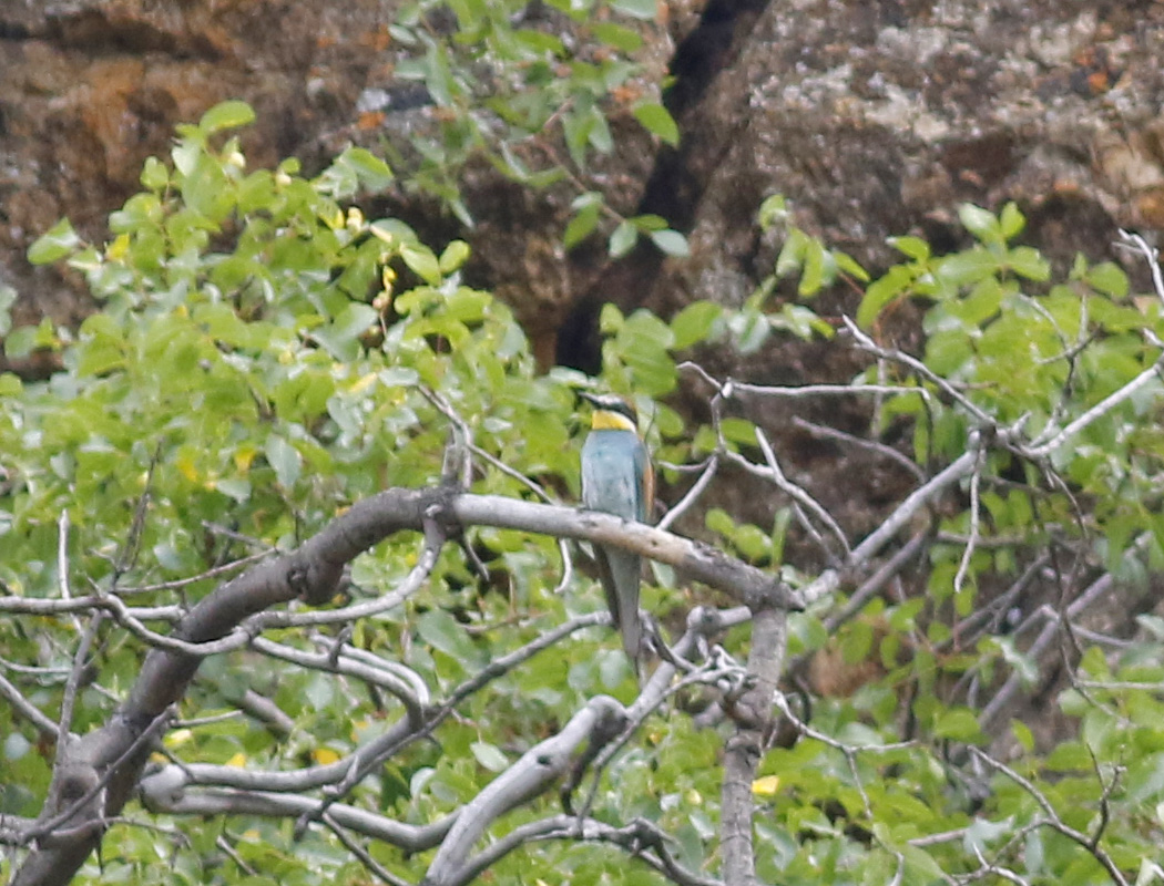 European Bee-eater