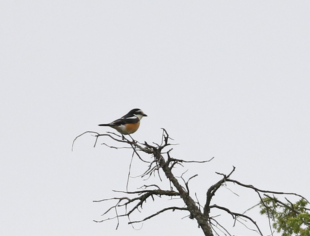 Masked Shrike