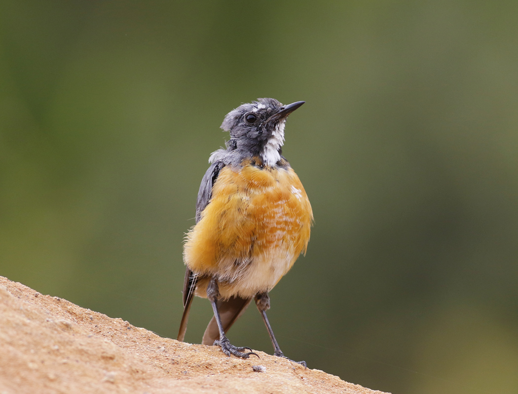 White-throated Robin
