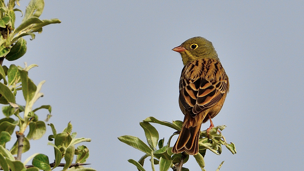 Ortolan Bunting