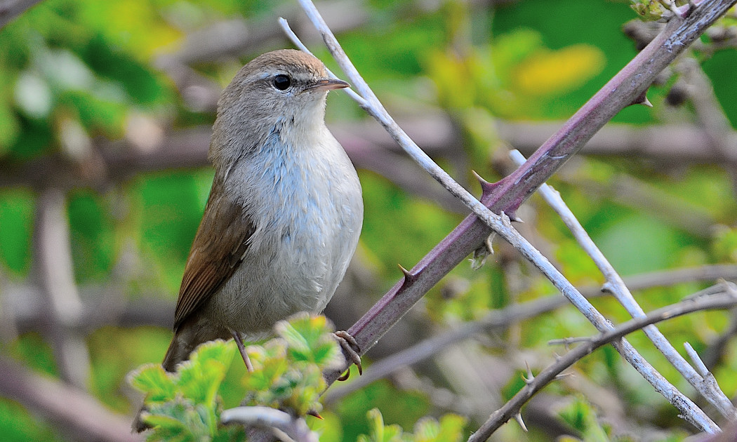 Cetti`s Warbler