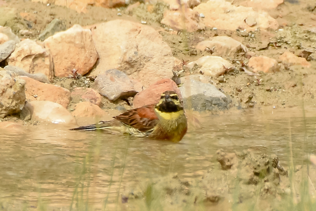 Cirl Bunting