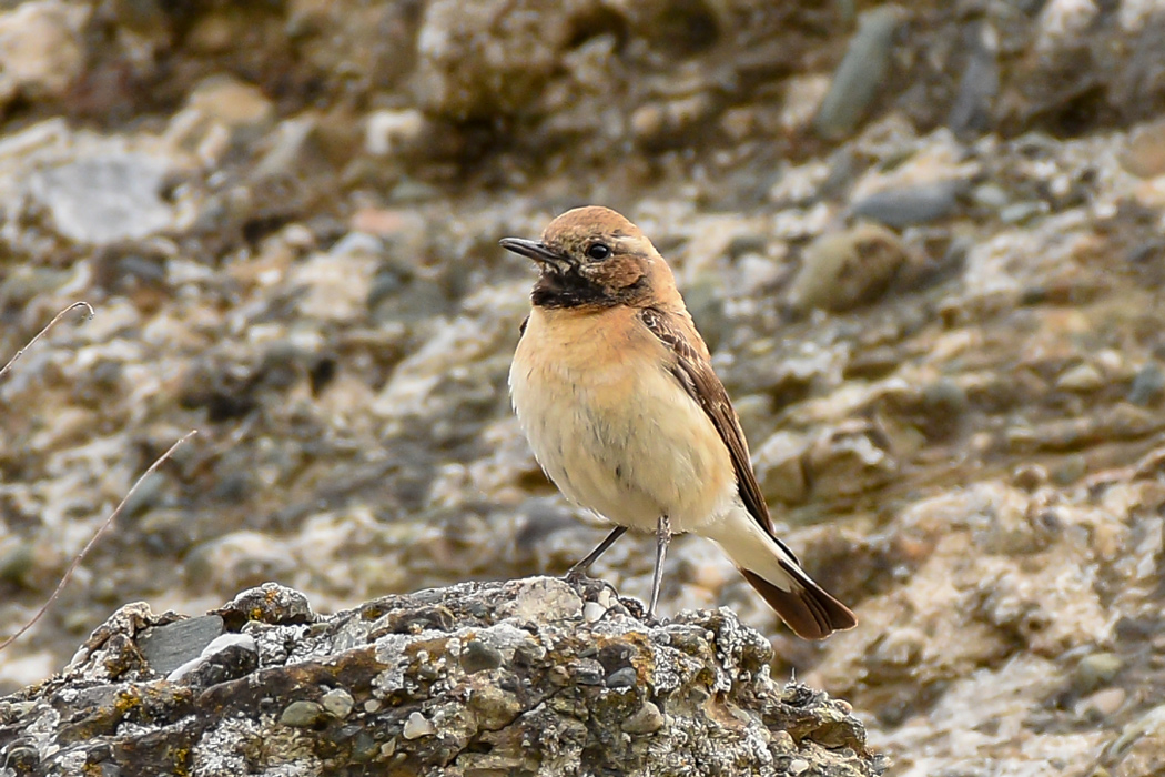 Black-eared Wheatear