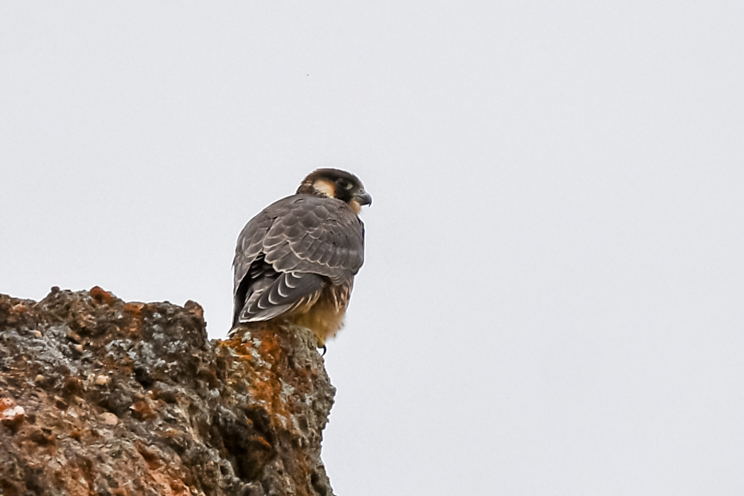 Peregrine Falcon