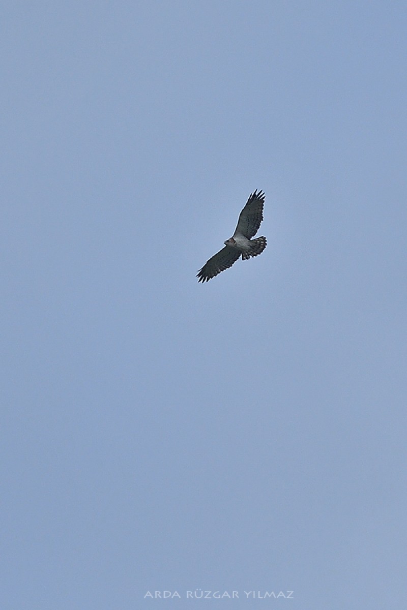 Short-toed Snake Eagle