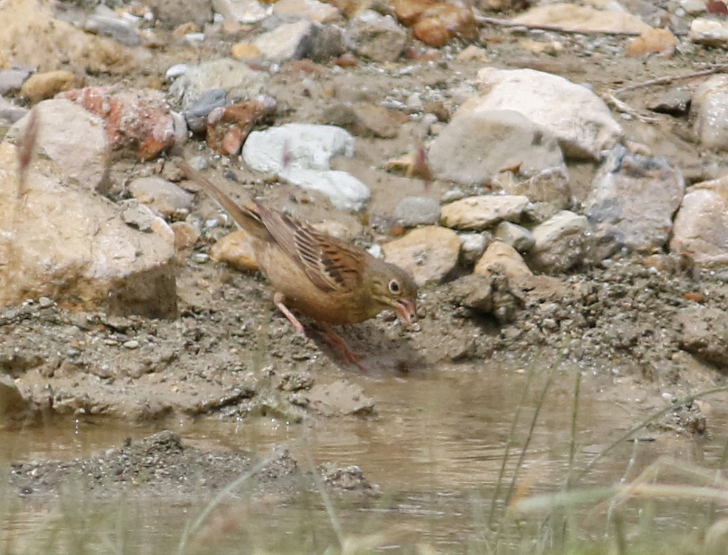 Ortolan Bunting