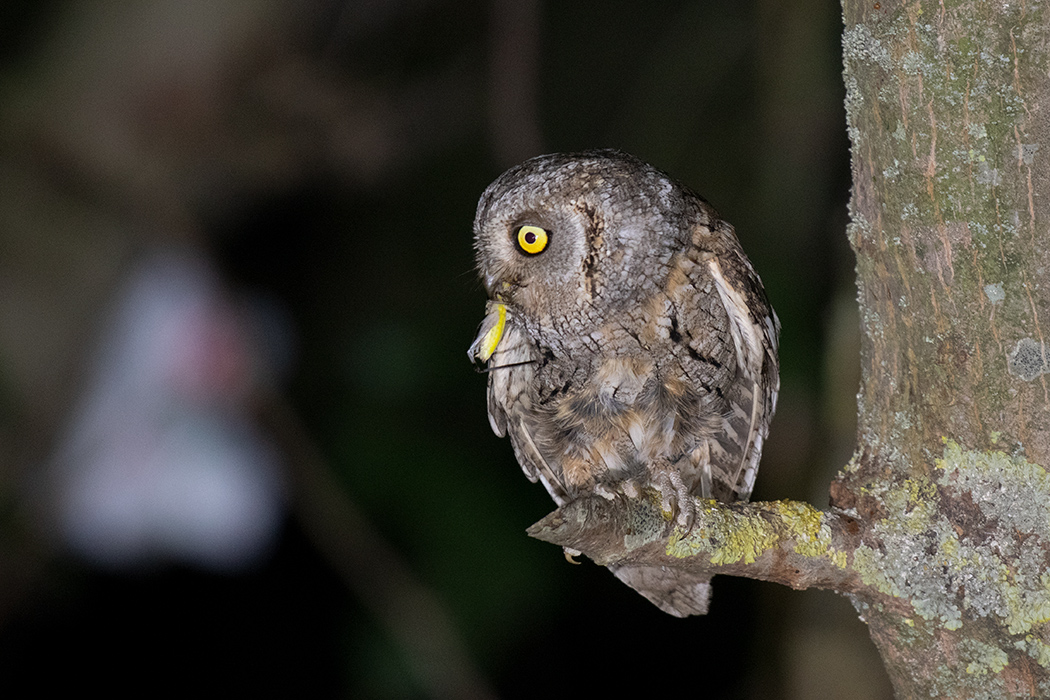 Eurasian Scops Owl