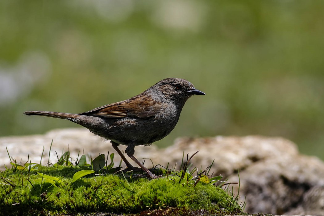 Dunnock
