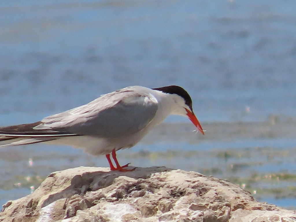 Common Tern