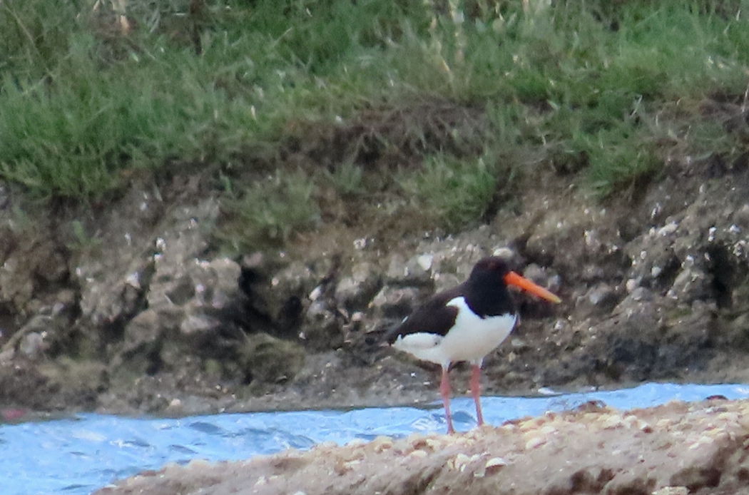 Eurasian Oystercatcher