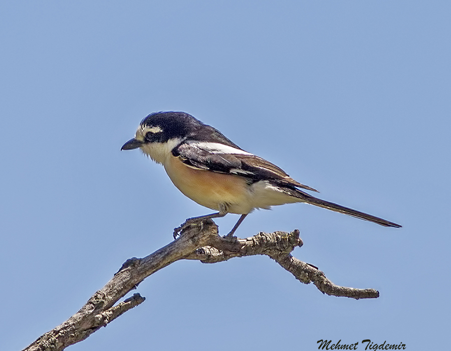 Masked Shrike