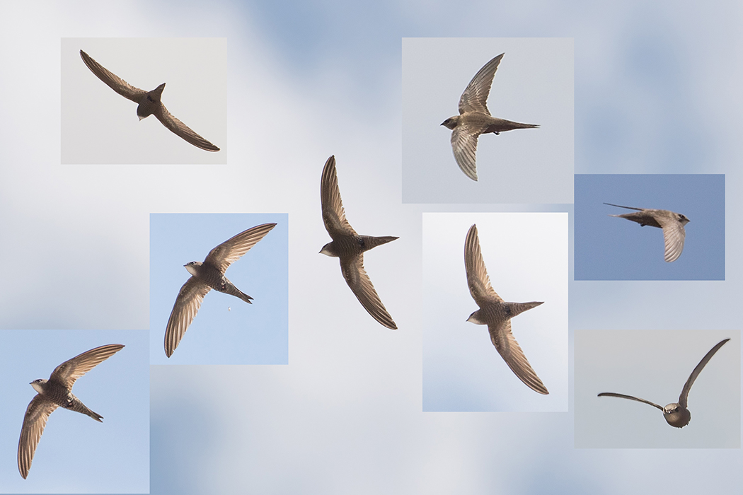 Pallid Swift