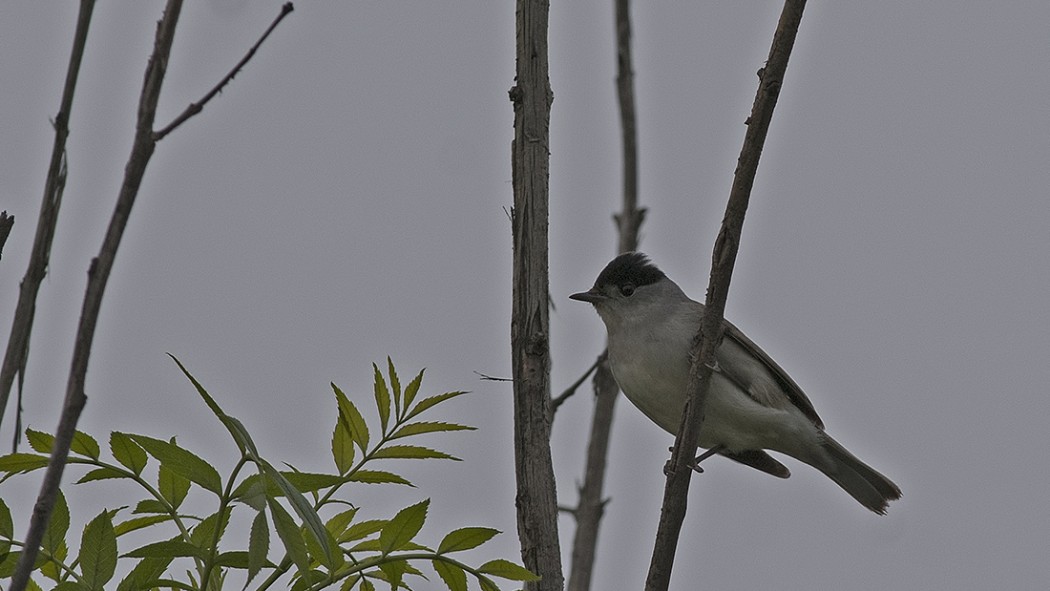 Eurasian Blackcap