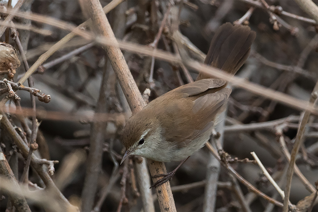 Cetti`s Warbler
