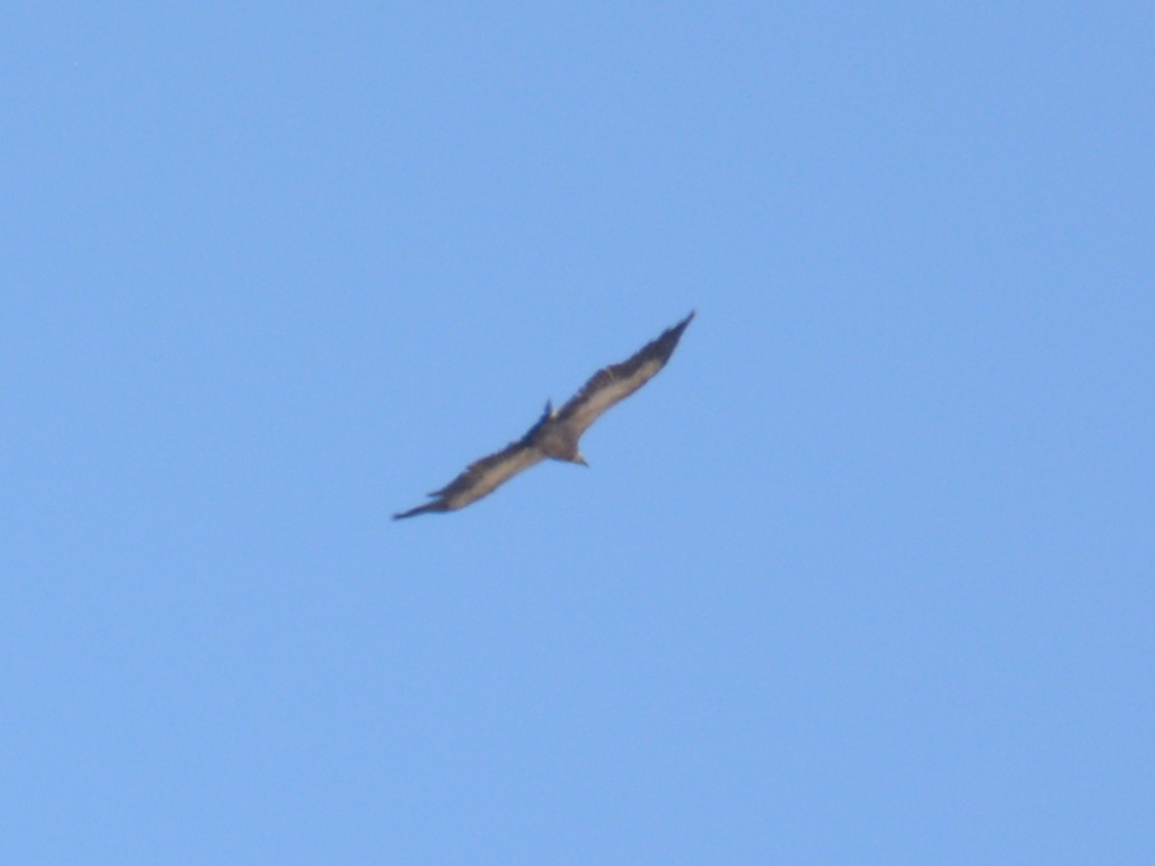 Griffon Vulture