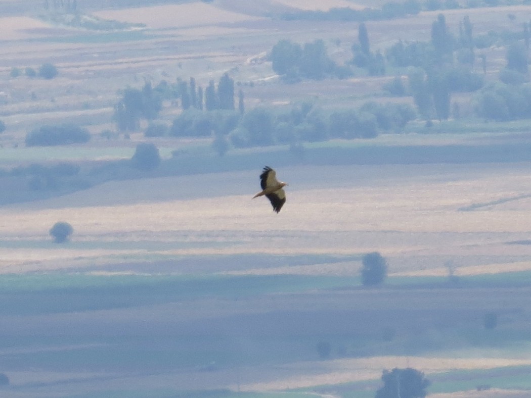 Egyptian Vulture