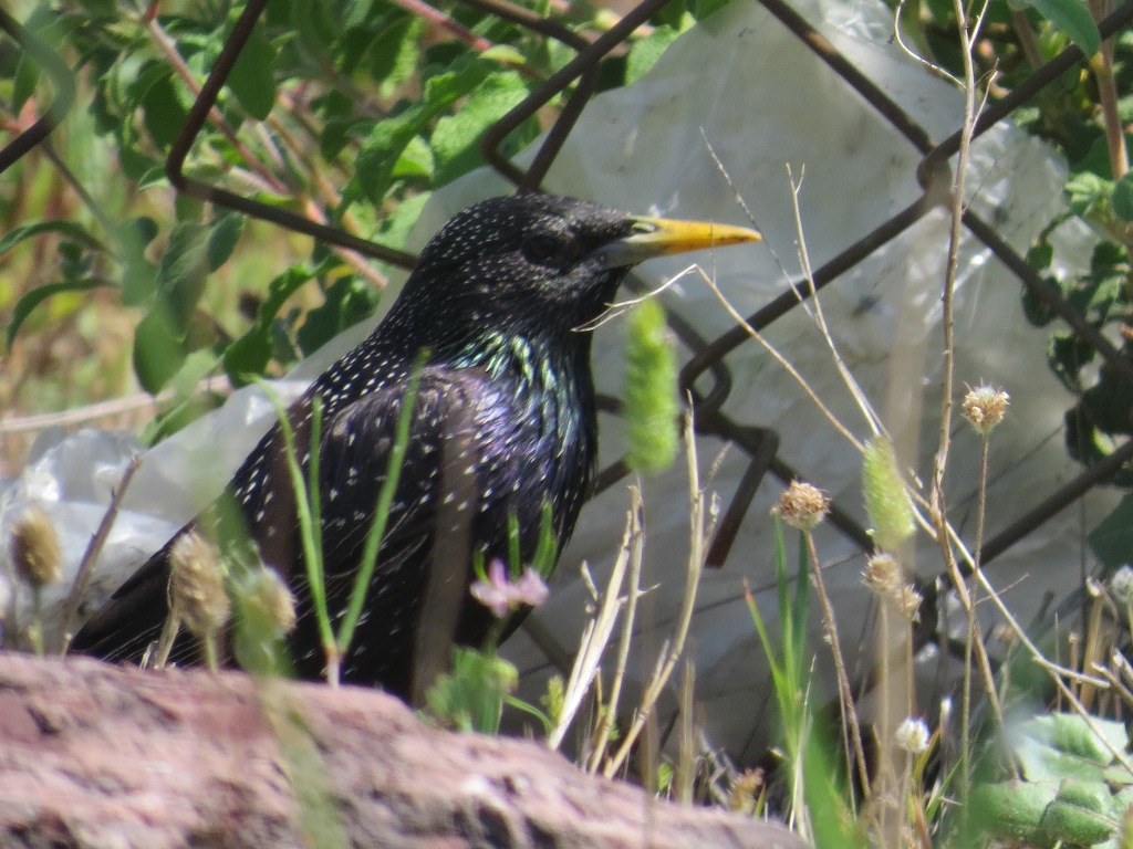 Common Starling