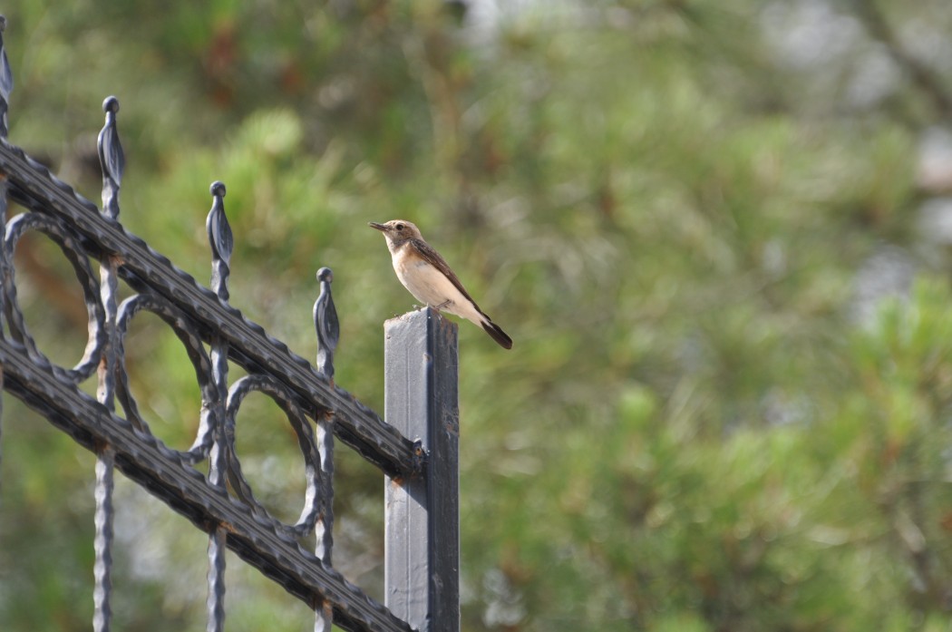 European Stonechat